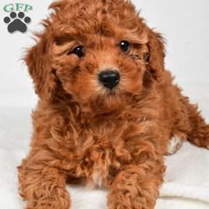 Bella, Miniature Poodle Puppy