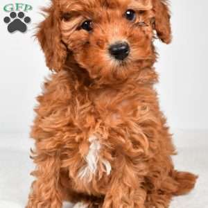 Bella, Miniature Poodle Puppy