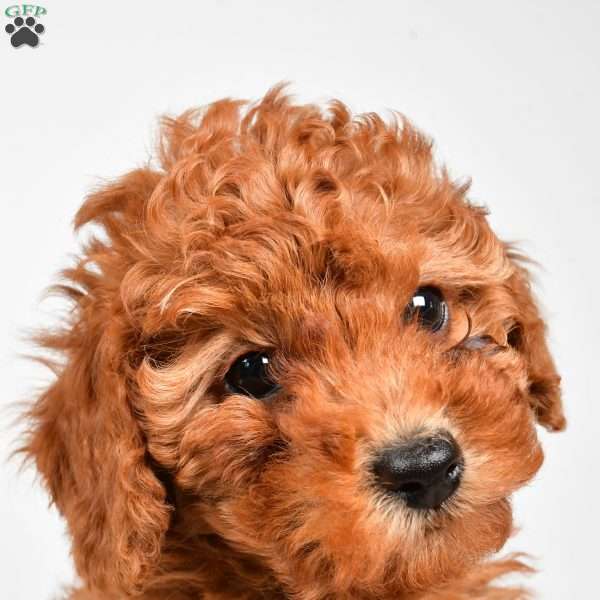 Bella, Miniature Poodle Puppy
