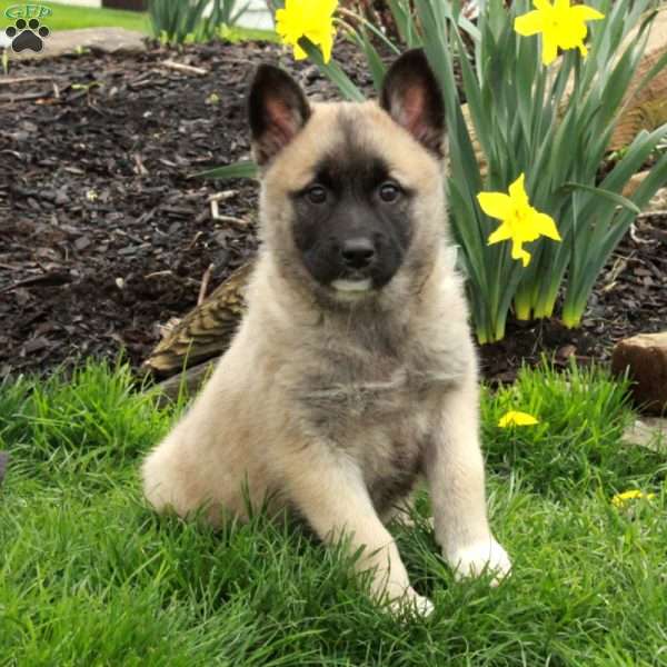 Daffodil, Belgian Malinois Mix Puppy