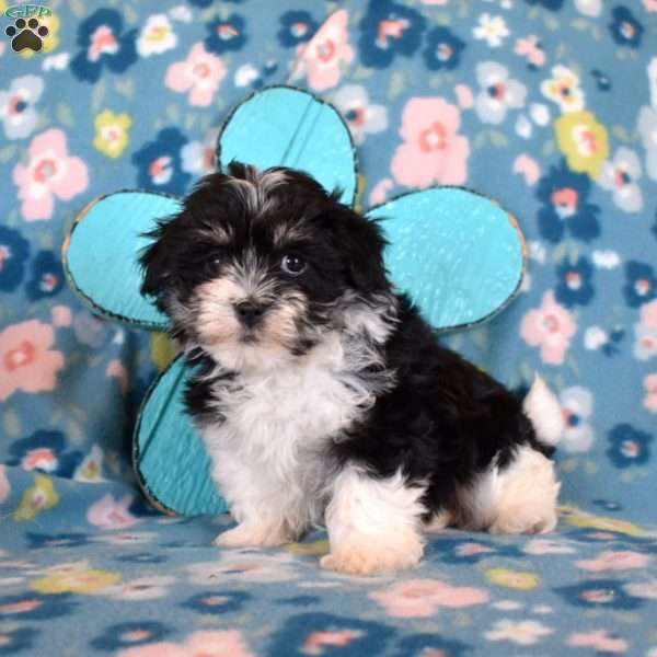 Daffodil, Havanese Puppy