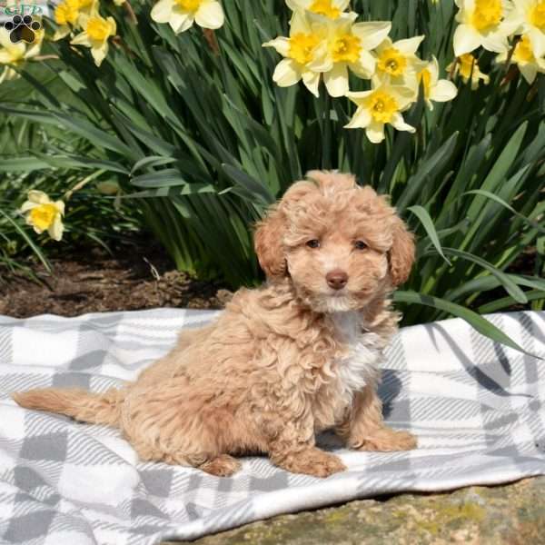 Daffodil, Teddy Bear Puppy