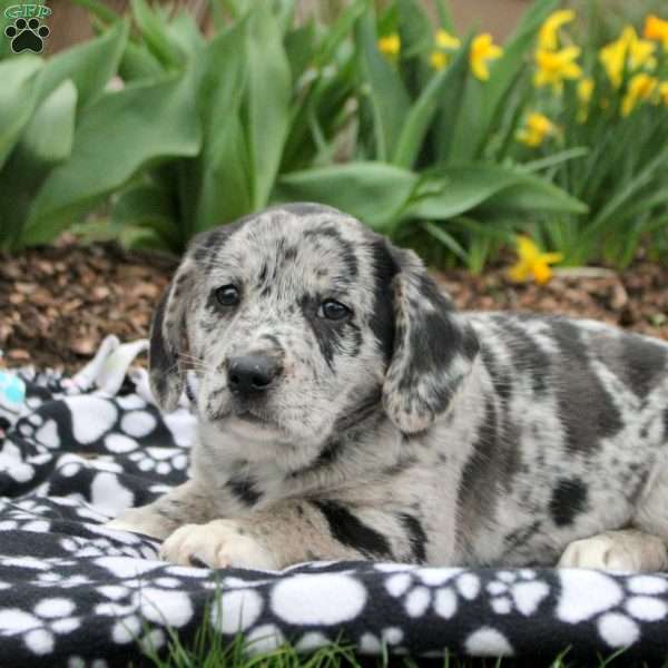 Daffodil, Labrador Mix Puppy