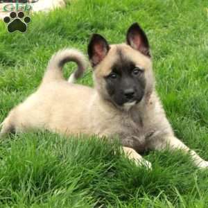 Daffodil, Belgian Malinois Mix Puppy
