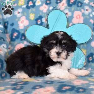 Daffodil, Havanese Puppy