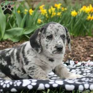 Daffodil, Labrador Mix Puppy