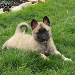 Daffodil, Belgian Malinois Mix Puppy