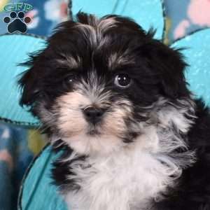 Daffodil, Havanese Puppy
