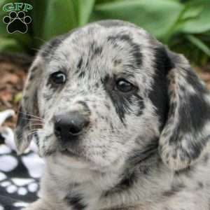 Daffodil, Labrador Mix Puppy