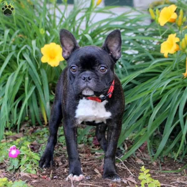 Dahliah, Frenchton Puppy