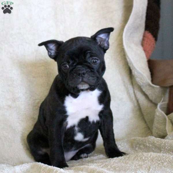 Dahliah, Frenchton Puppy