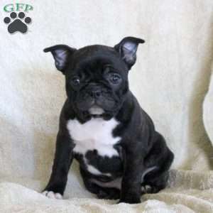 Dahliah, Frenchton Puppy