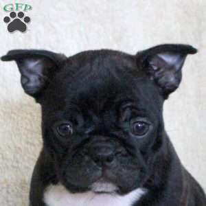 Dahliah, Frenchton Puppy