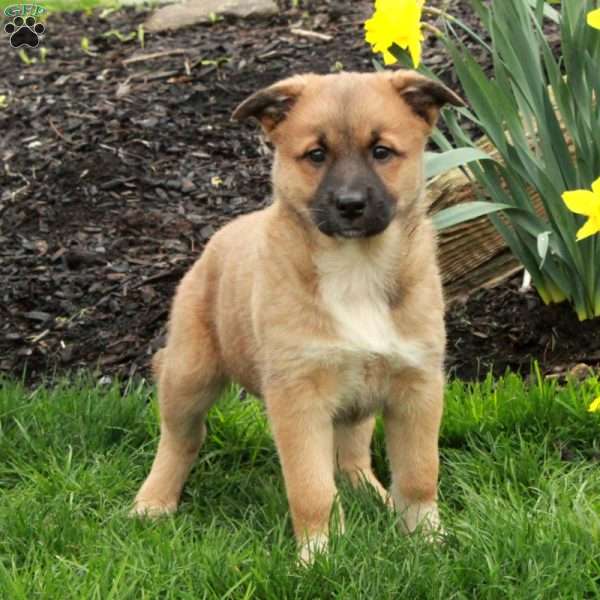 Daisy, Belgian Malinois Mix Puppy