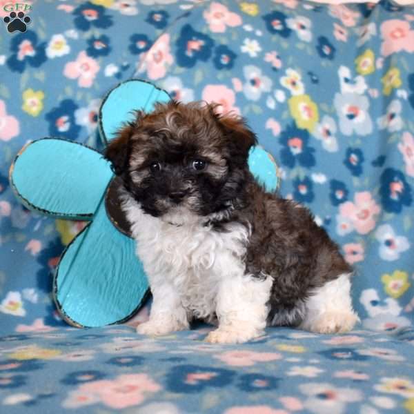 Daisy, Havanese Puppy