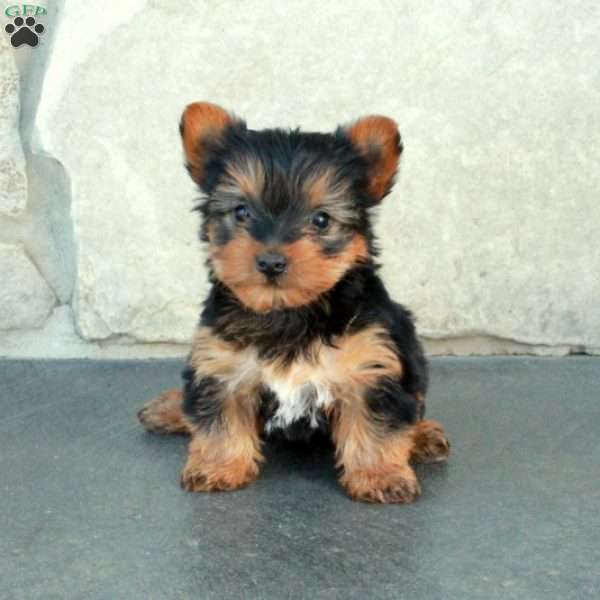 Daisy, Yorkie Puppy