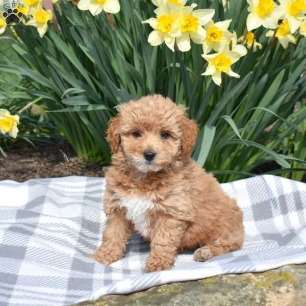 Daisy, Teddy Bear Puppy