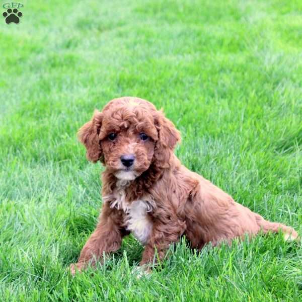 Daisy, Cavapoo Puppy