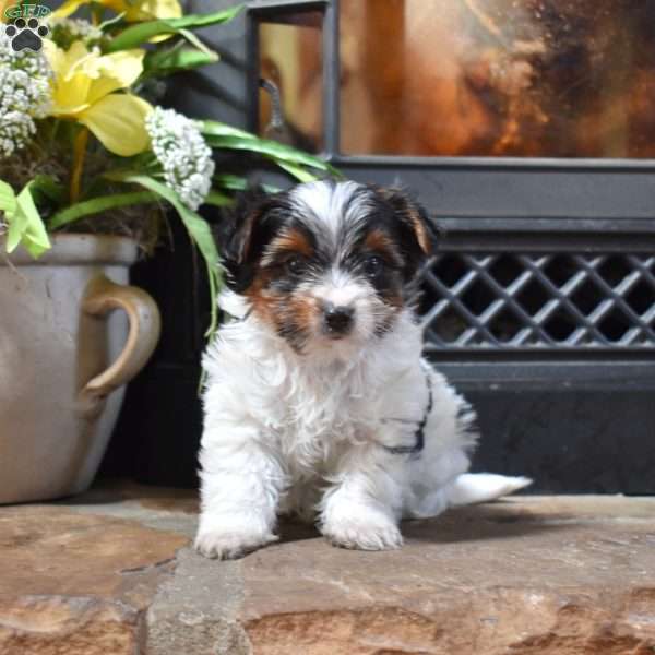 Daisy, Biewer Terrier Puppy