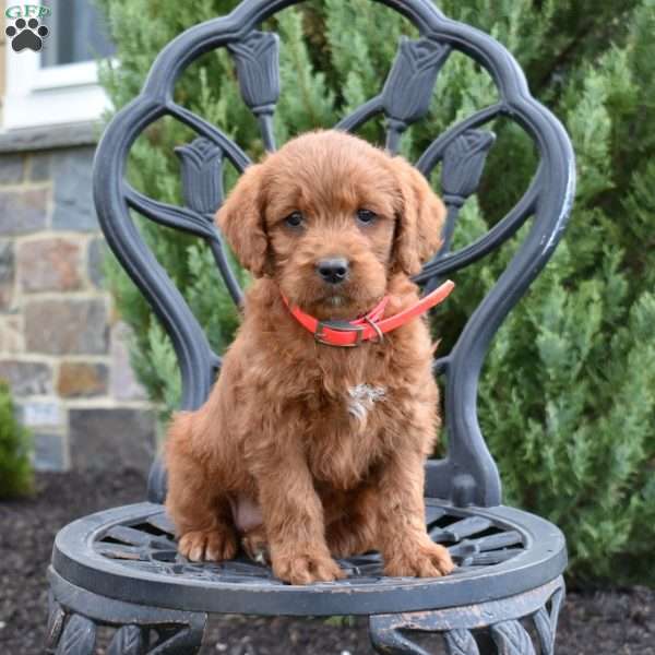 Daisy, Labradoodle Puppy