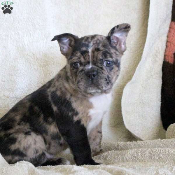 Daisy, Frenchton Puppy