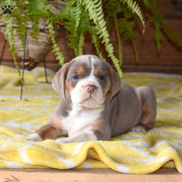 Daisy, Beabull Puppy