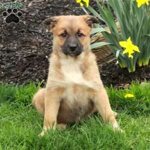 Daisy, Belgian Malinois Mix Puppy