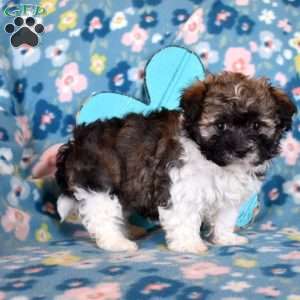 Daisy, Havanese Puppy