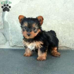 Daisy, Yorkie Puppy