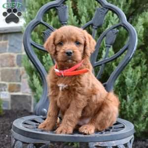 Daisy, Labradoodle Puppy