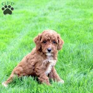 Daisy, Cavapoo Puppy