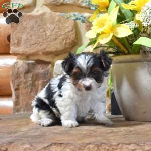 Daisy, Biewer Terrier Puppy
