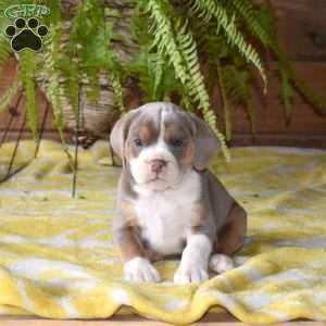 Daisy, Beabull Puppy