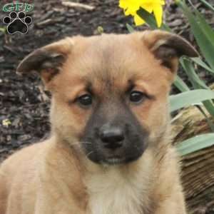 Daisy, Belgian Malinois Mix Puppy
