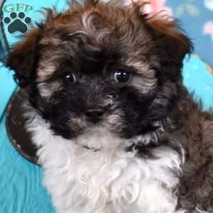 Daisy, Havanese Puppy
