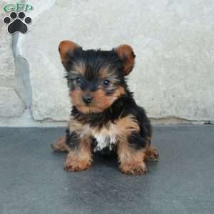 Daisy, Yorkie Puppy