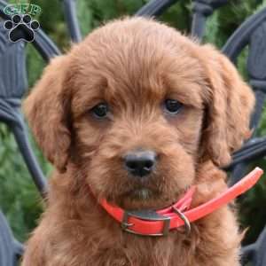 Daisy, Labradoodle Puppy