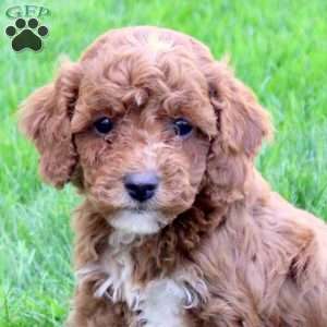 Daisy, Cavapoo Puppy