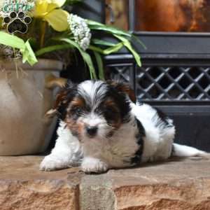 Daisy, Biewer Terrier Puppy