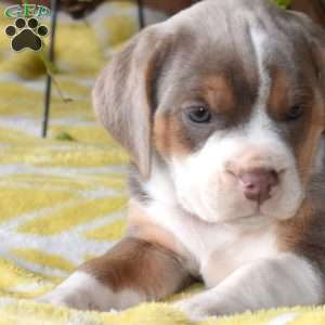Daisy, Beabull Puppy