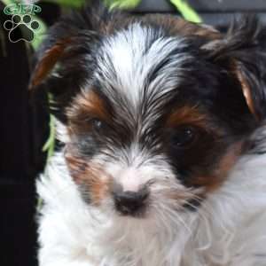 Daisy, Biewer Terrier Puppy