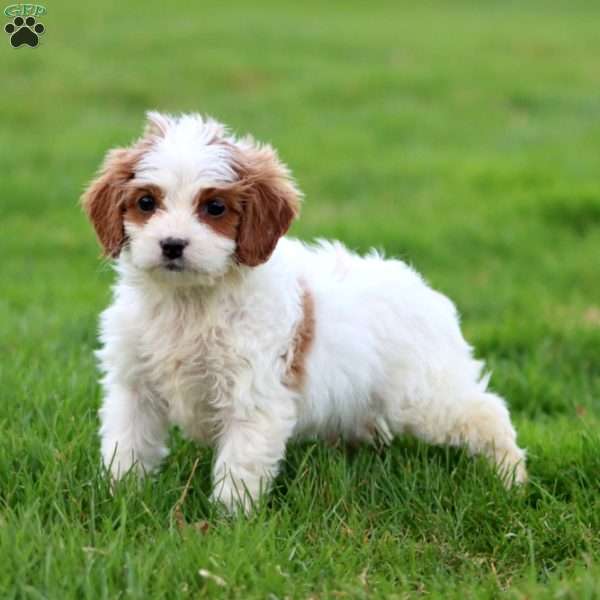 Daisy, Cavapoo Puppy