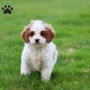 Daisy, Cavapoo Puppy