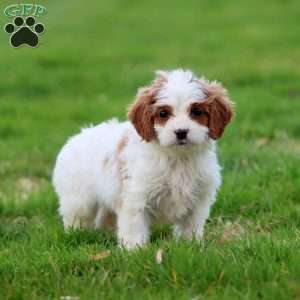 Daisy, Cavapoo Puppy