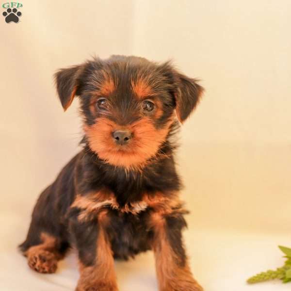 Daisy, Yorkie Poo Puppy
