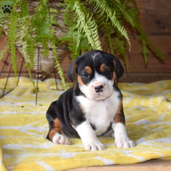 Dakota, Beabull Puppy