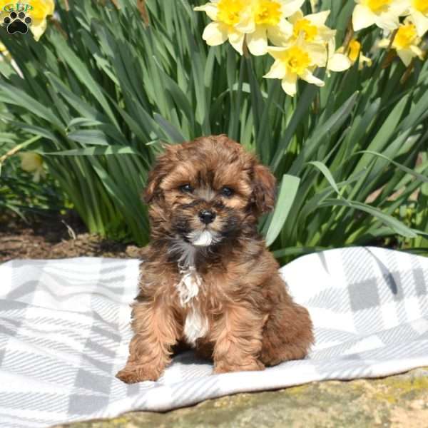 Dakota, Teddy Bear Puppy
