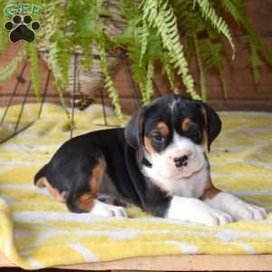 Dakota, Beabull Puppy