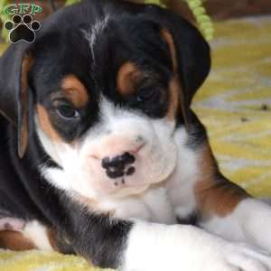 Dakota, Beabull Puppy