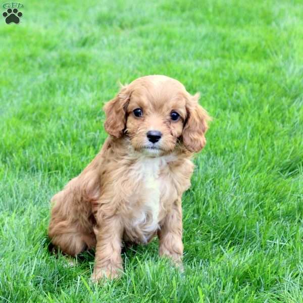 Dallas, Cavapoo Puppy